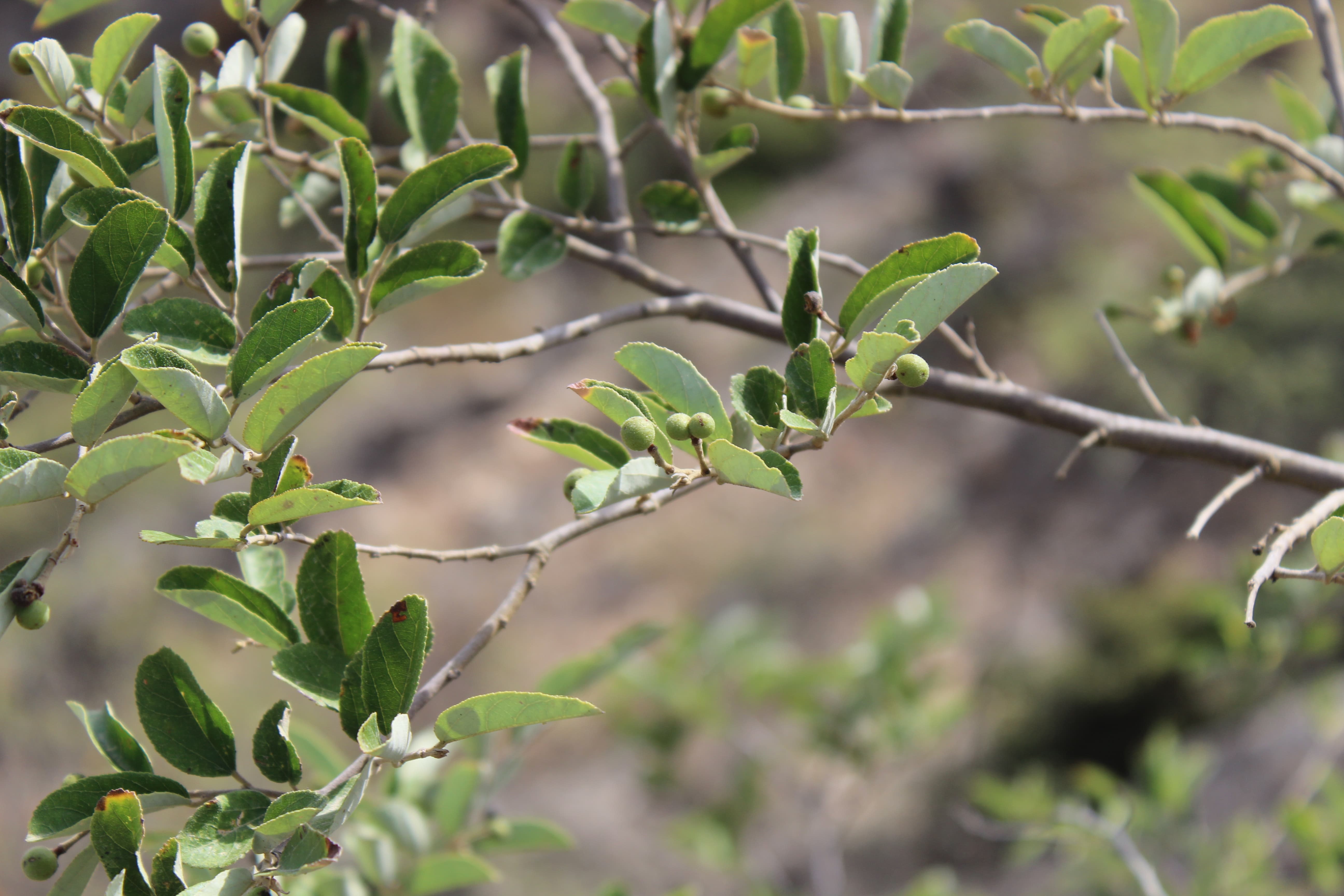 Plant Image